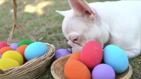 French bulldog eat Easter egg