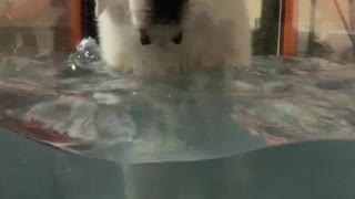 Water Workout for Obi-Wan