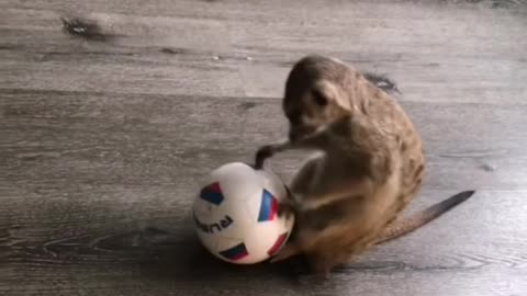 Marmot Benny is playing with a ball
