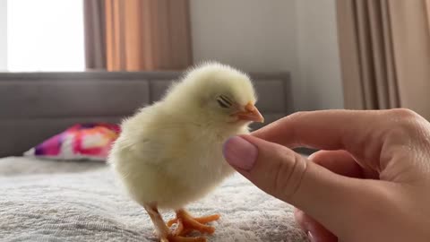 Newborn Baby Chick lost the fight with sleep