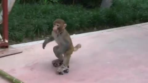 Clever skater monkey