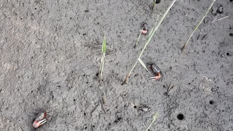 red-clawed fiddler crab