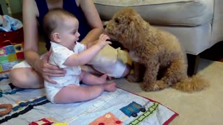 Puppy kisses baby