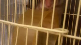 Bobo Hamster exercises