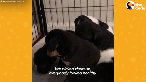 Puppies in Box discarded like trash. Saved by K9 Fosters