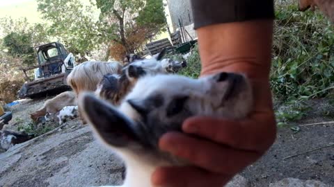 cute miniature goat