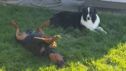 Amadeus practicing his backstroke