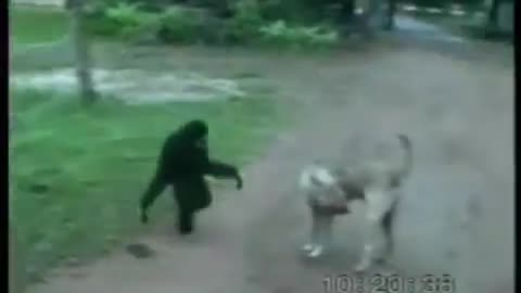 Funny video, funny monkey and dog