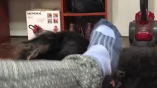 Border Collie playing with feet