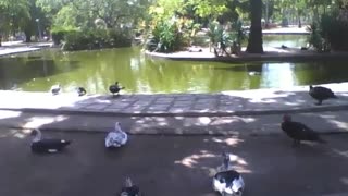 Ducks and swans relax, and enjoy the afternoon by the lake in the park [Nature & Animals]