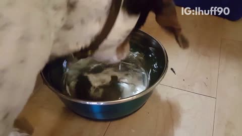 Spotted dog bites at dog food in his water bowl