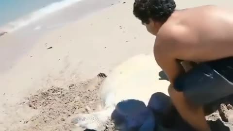 Stranded turtle rescue 🐢🙏