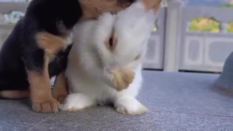 Dog and Rabbite relationship