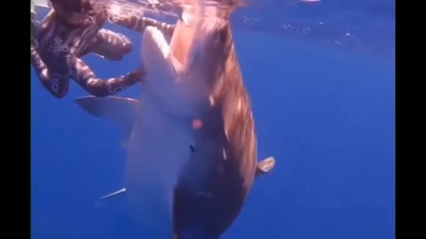 HUGE TIGER SHARK