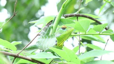 Close-up view of Lguana resting on a tree ( 4k )