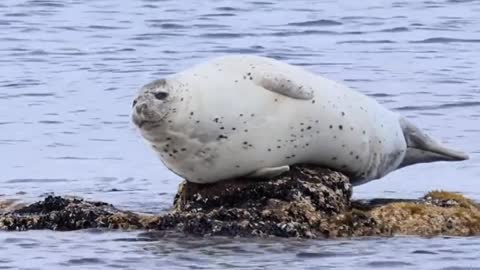 What is the seal doing?