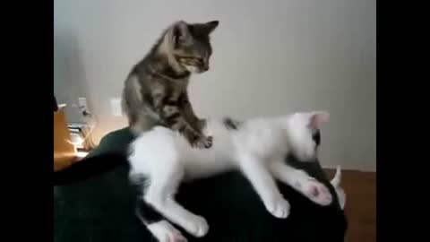 cats massage each other