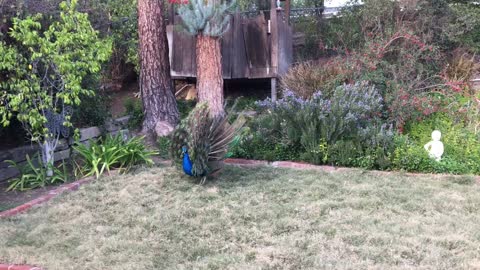 Peacocks dancing