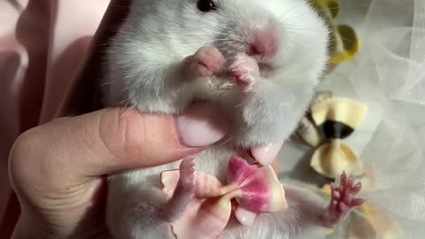 hamster receiving affection from its owner