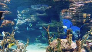 Aquarium at your home Beautiful video