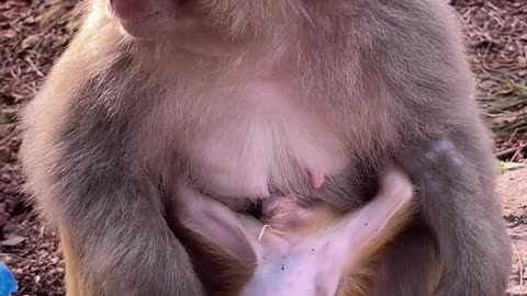 Baby monkey is protected and cared for by mother