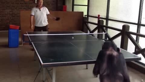 Unbelievable ! Monkey becomes ping pong opponent with owner