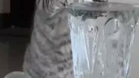 Cat drinks water from a cup