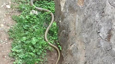 Snake in the house ! Green long snake