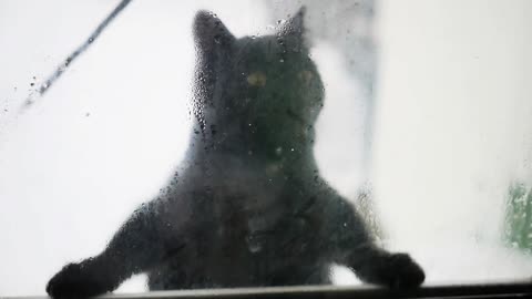 climbing cat at the window
