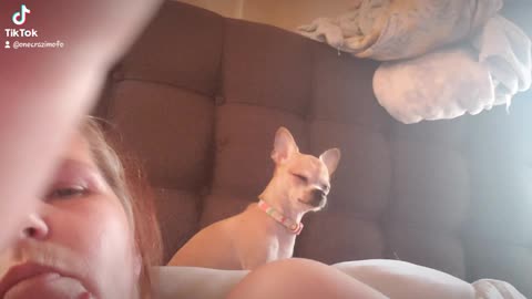 TEA-CUP Chihuahua squeakers singing for her daddy when he comes home