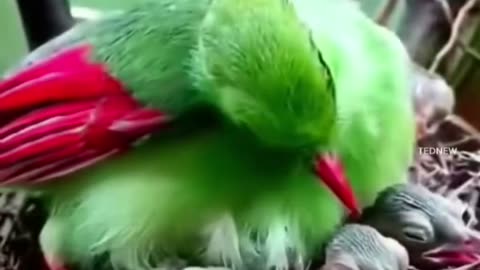 Beautiful natural bird beautiful video
