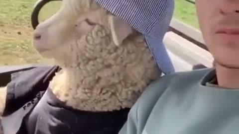 Cruising in the tractor with sheep. - FUNNY VIDEOS