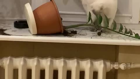 Cat Caught Tipping Potted Plant