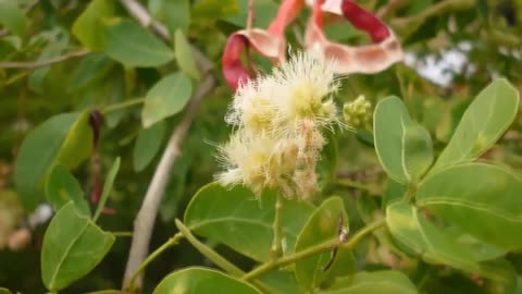 Pithecellobium Dulce Tree 15 Seeds, Manila Tamarind, Madras Thorn, or Camachile