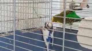 cute budgie mates feeding each other (vol 1)