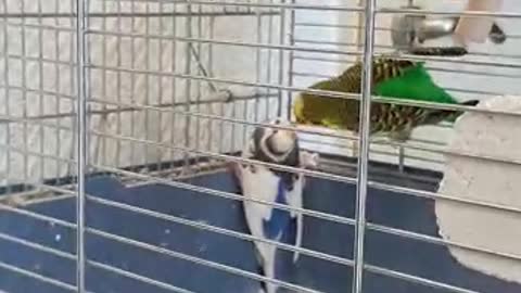 cute budgie mates feeding each other (vol 1)