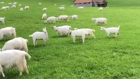 Goats enjoying the Swiss countryside
