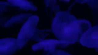 Jellyfish change colors with lights
