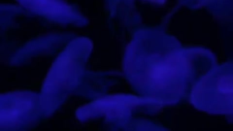 Jellyfish change colors with lights
