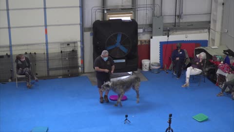 Train your dog in funny way.
