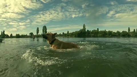 The Most amazing Dog Jump and tail flip you have ever seen