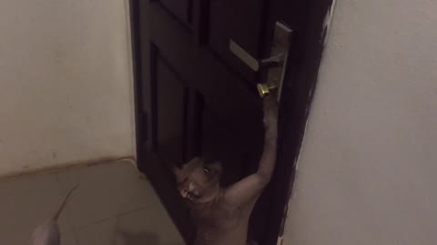 Smart Cat Opens Door