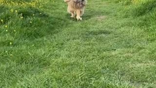 Owl Running for his breakfast