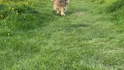 Owl Running for his breakfast