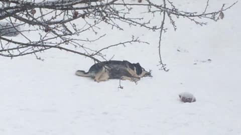 Masked Alaskan Malamute At Play In The Snow
