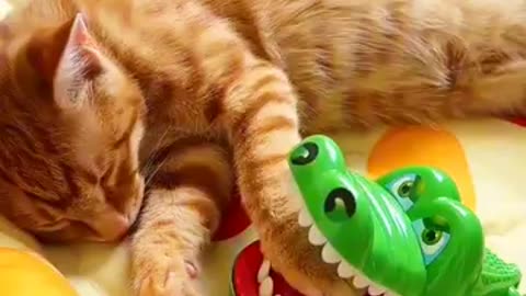 Cute Cat Animal🐱🐱😍#animals #kids #viralvideo #china#funny