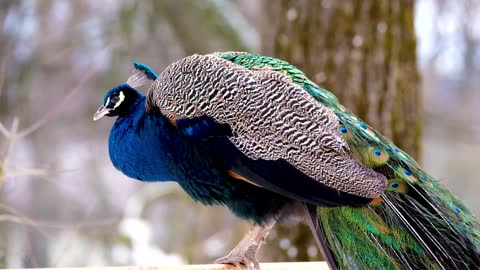 very beautiful peacock
