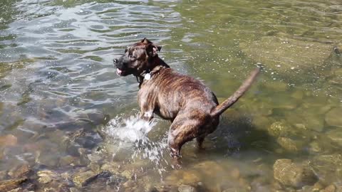 1 Dog Swimming.... 1 Dog Faking it.... lololololo Too CUTE!!!!!!!!!!!!