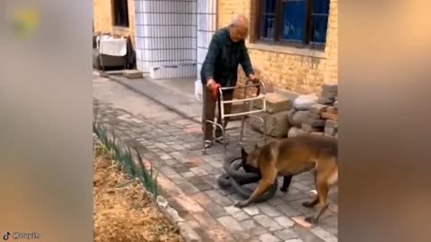 Moments When Animals Save People and It Was Caught on Camera