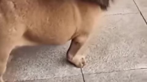 #Dog double acting #😄😄funny video
